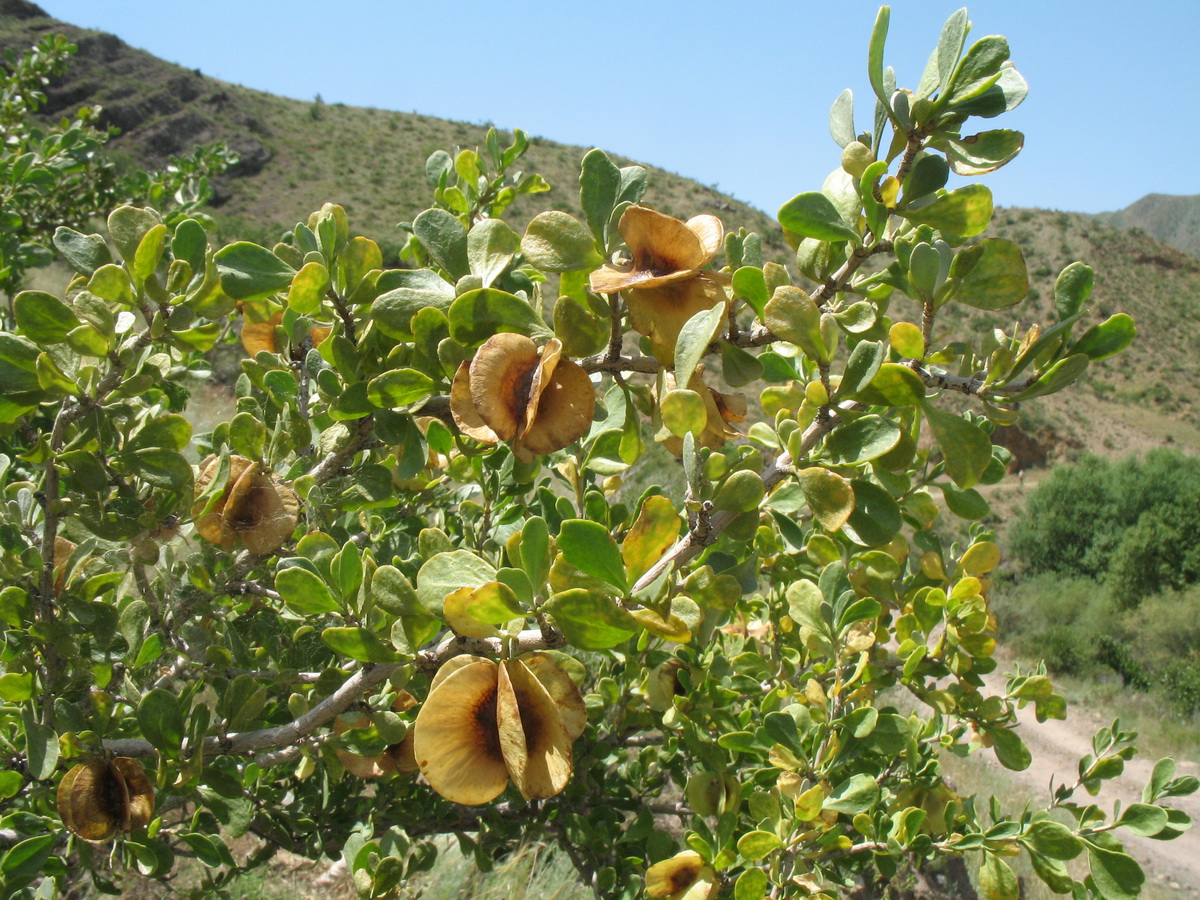 Image of Zygophyllum megacarpum specimen.