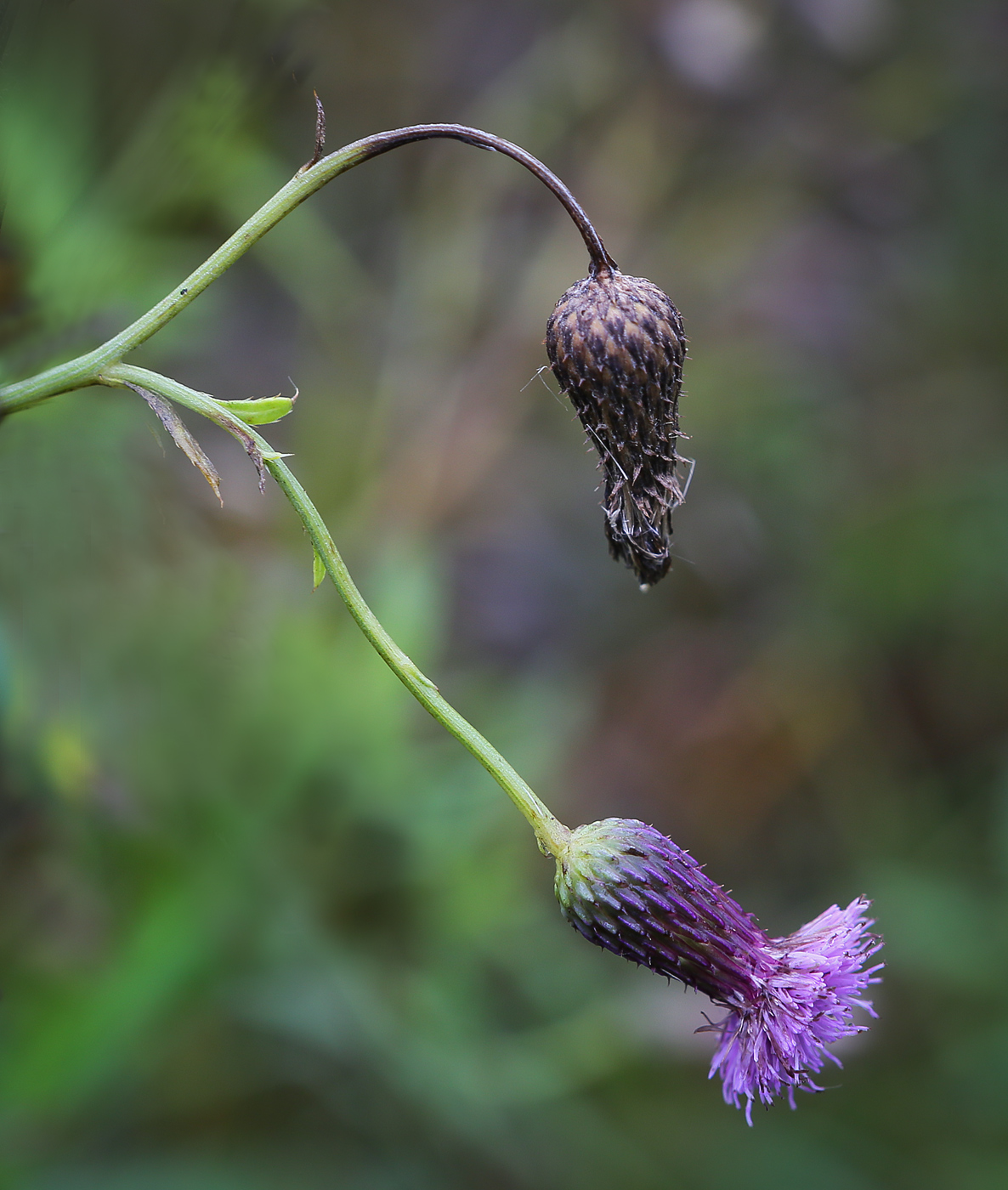 Image of Cirsium canum specimen.