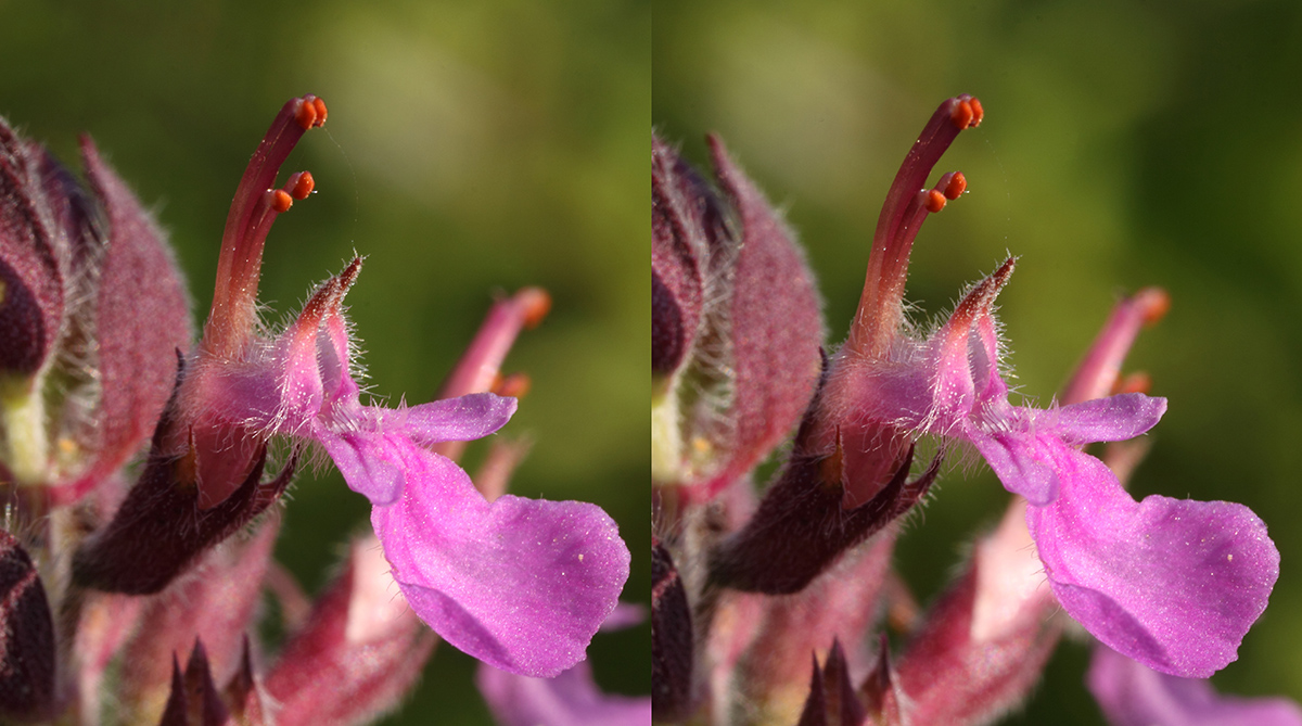 Image of Teucrium nuchense specimen.