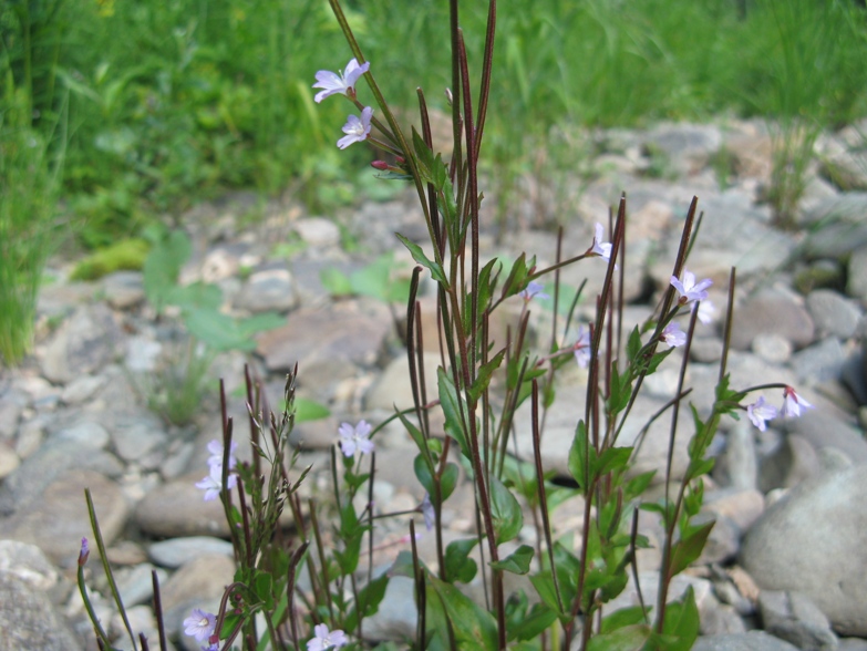 Image of genus Epilobium specimen.