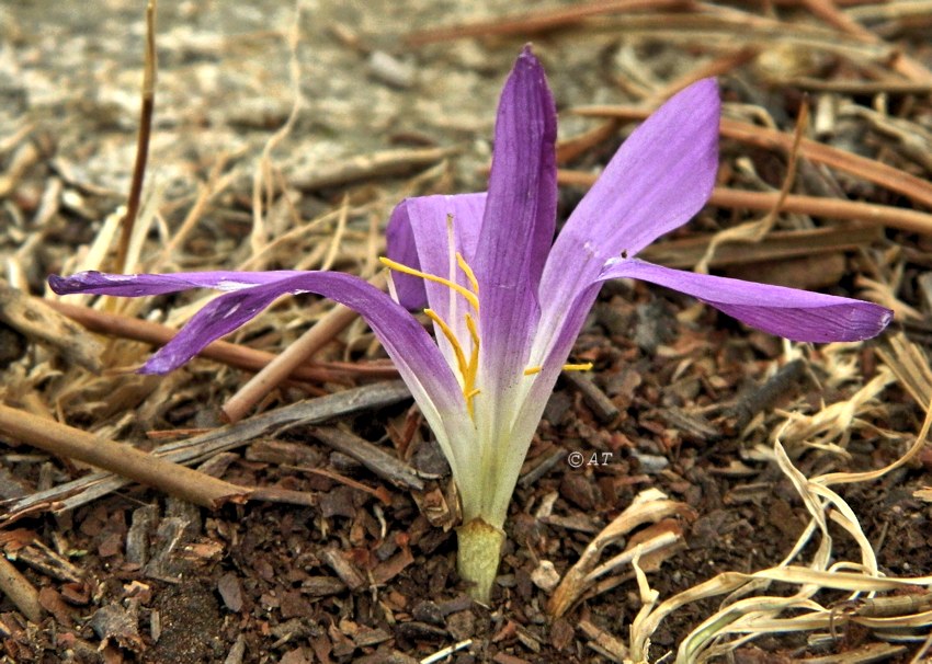 Image of Merendera montana specimen.