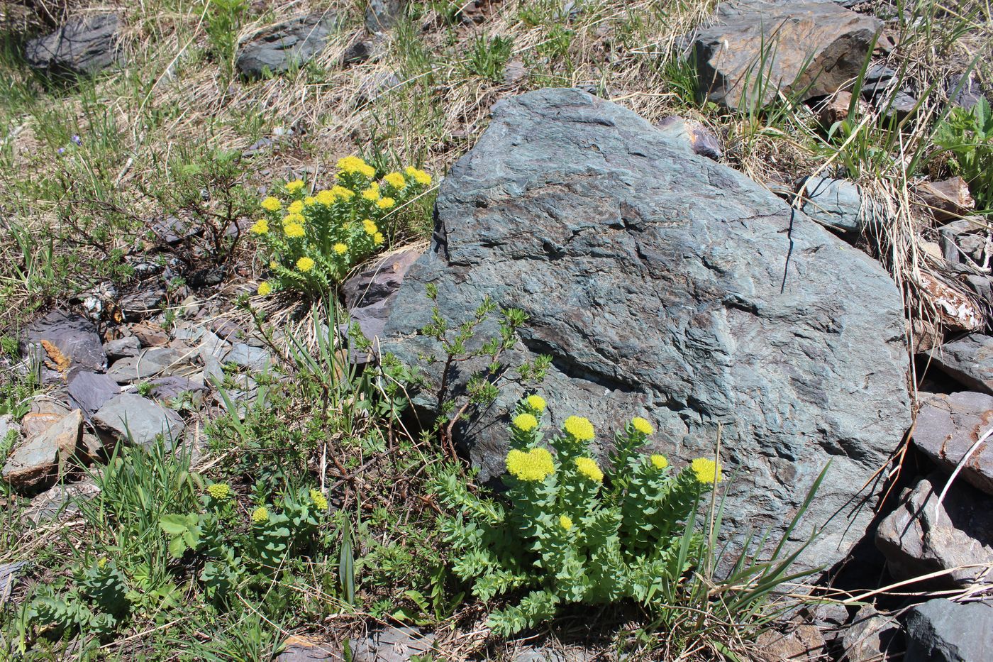 Image of Rhodiola rosea specimen.