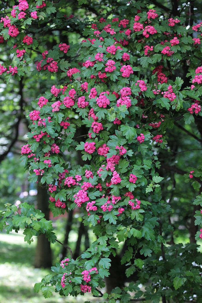 Image of Crataegus &times; media specimen.