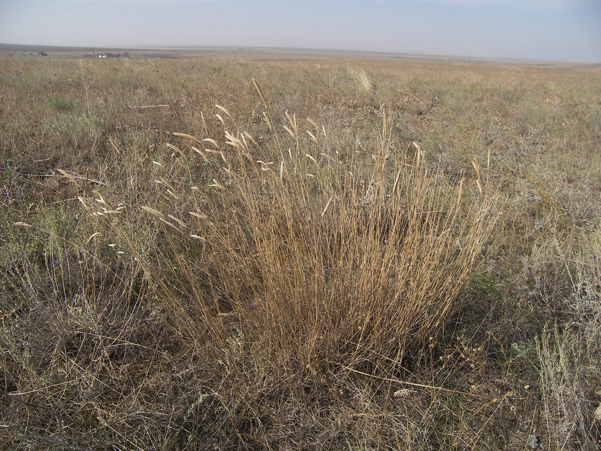 Изображение особи Agropyron desertorum.