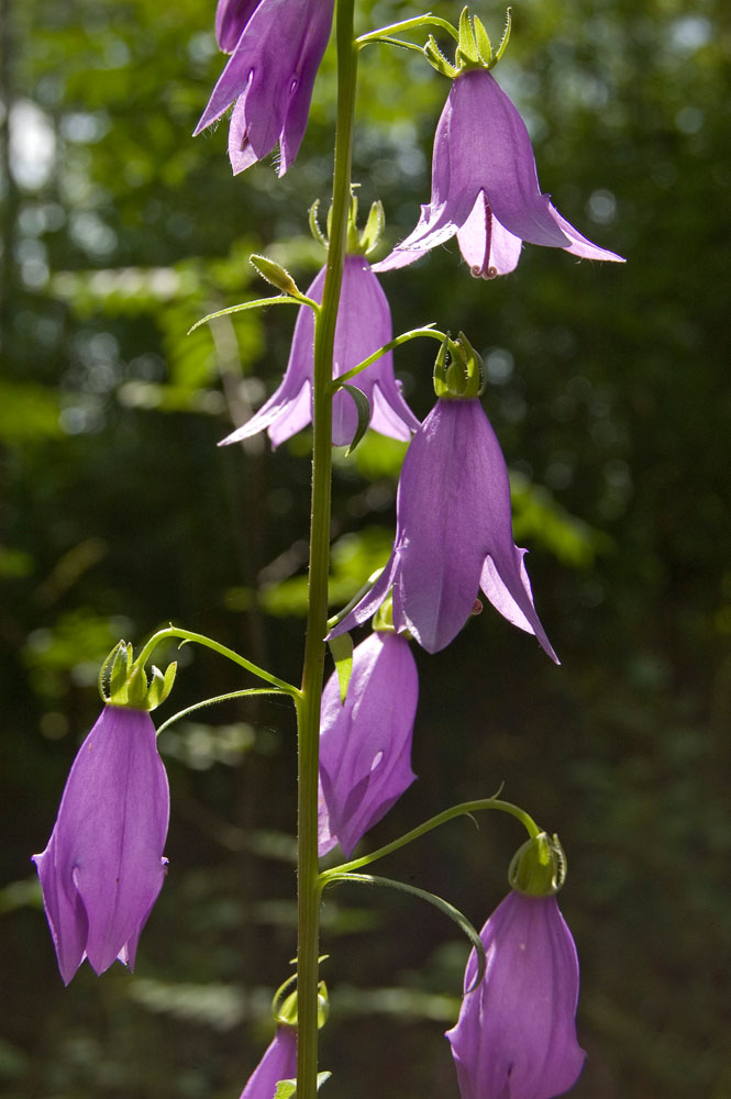 Изображение особи Campanula rapunculoides.