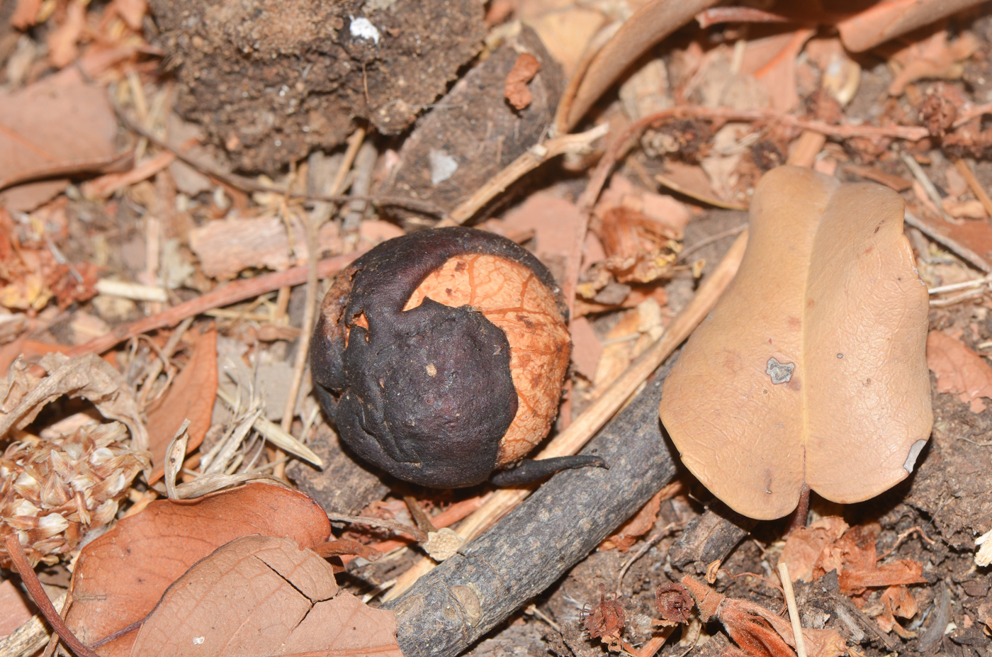 Image of Lauro-cerasus lyonii specimen.