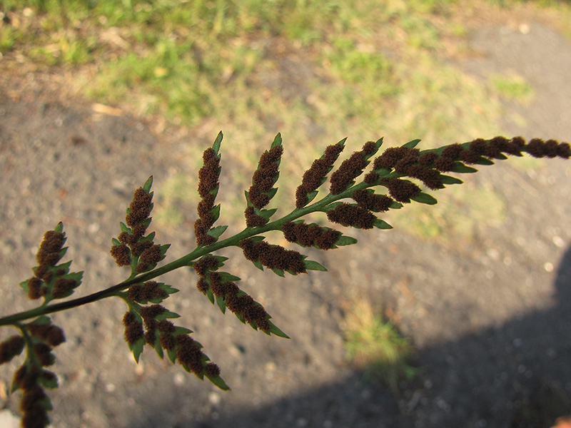 Image of Asplenium adiantum-nigrum specimen.