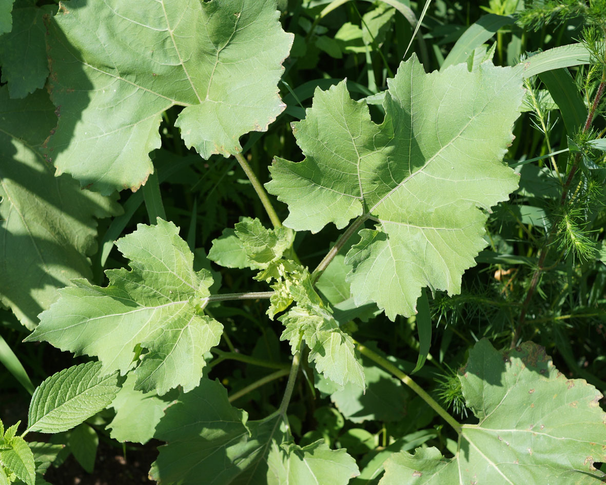 Image of Xanthium strumarium specimen.