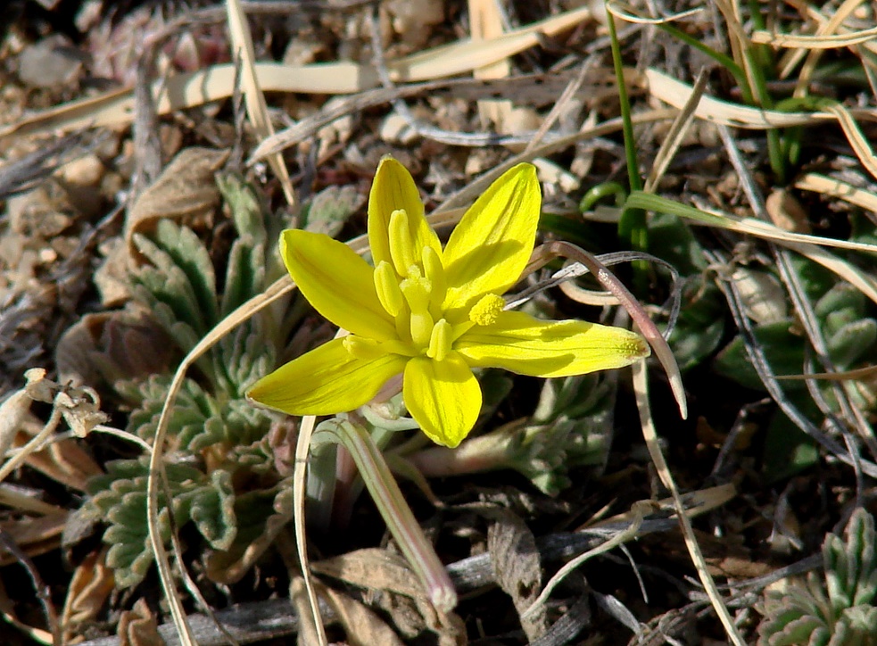 Image of Gagea pauciflora specimen.