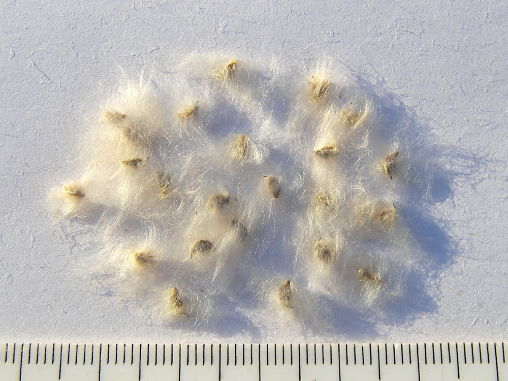 Image of Anemone multifida specimen.