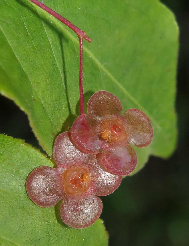 Image of Euonymus pauciflorus specimen.