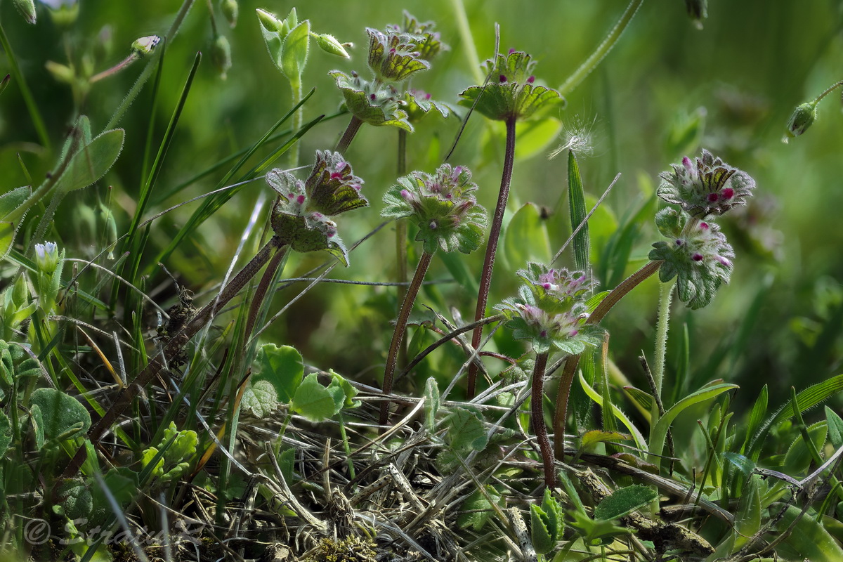 Image of Lamium amplexicaule specimen.