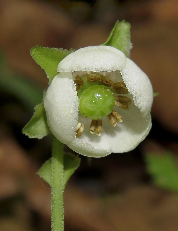 Image of Chimaphila japonica specimen.