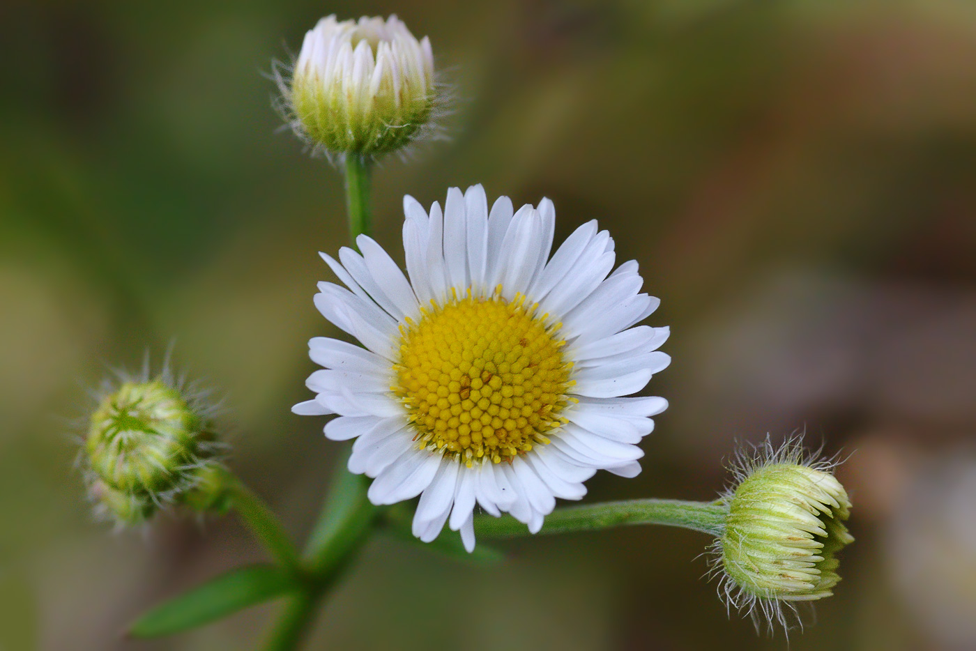 Image of Erigeron annuus specimen.