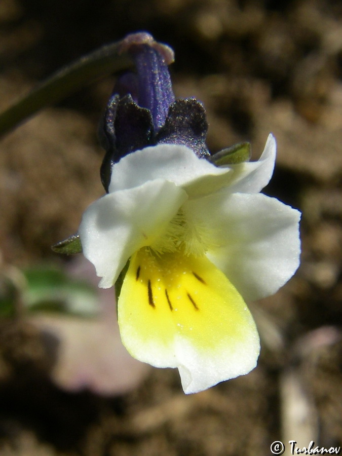 Image of Viola arvensis specimen.