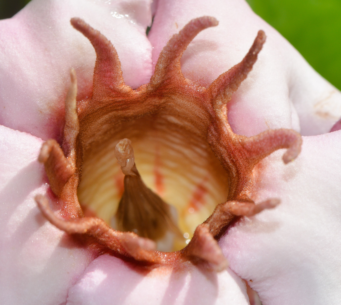 Изображение особи Strophanthus gratus.