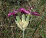 Dianthus polymorphus. Соцветие. Краснодарский край, м/о город-курорт Анапа, окр. с. Витязево, Витязевская коса, закреплённые пески. 7 июня 2017 г.