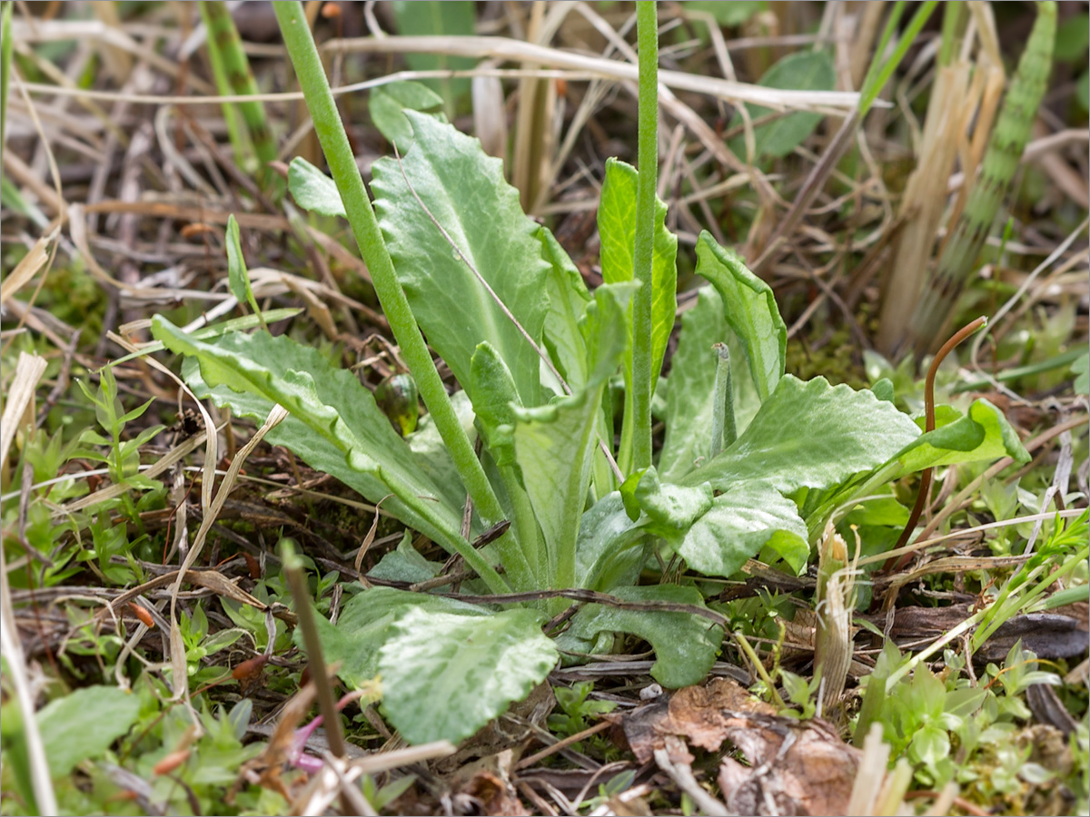 Image of Primula farinosa specimen.