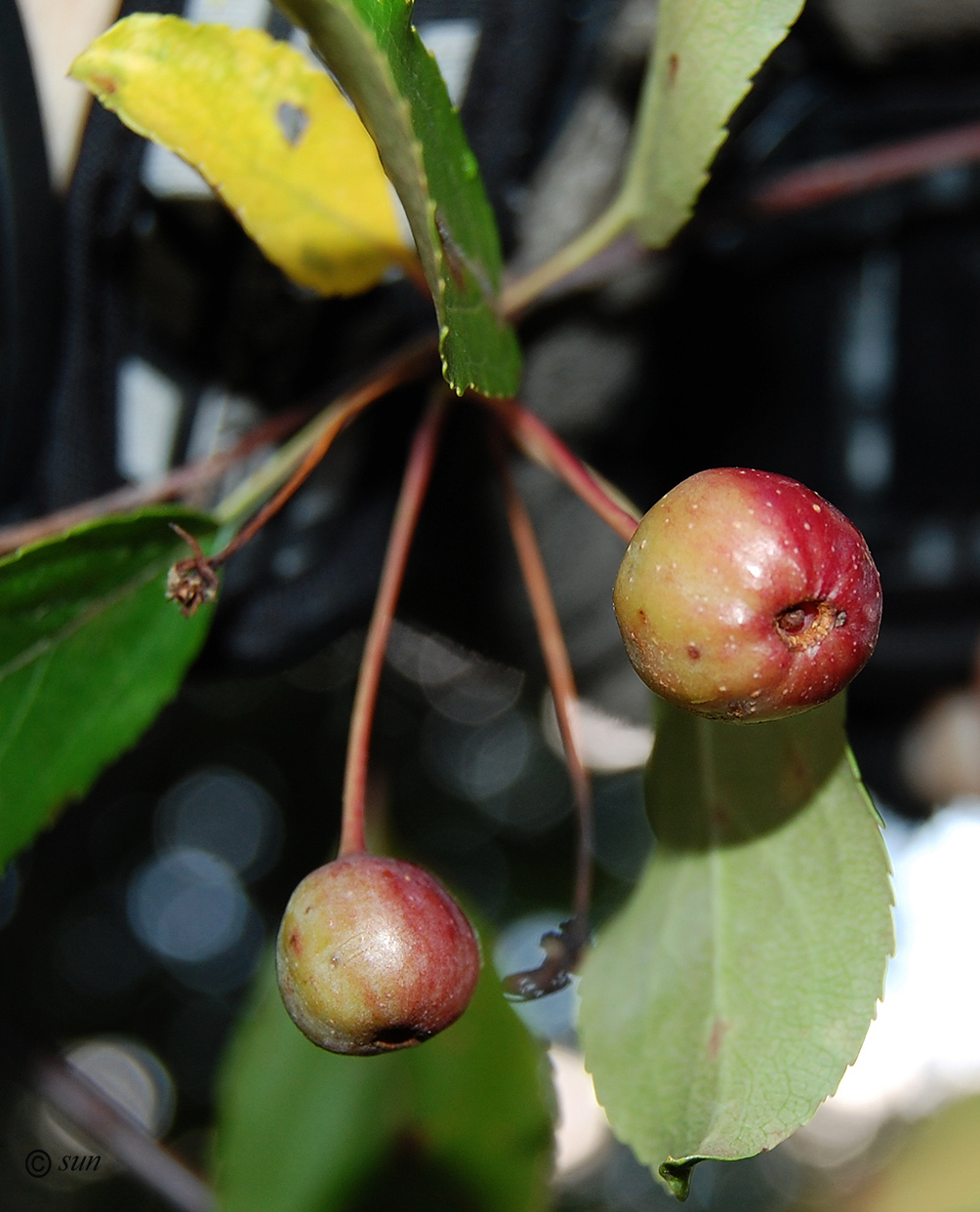 Image of Malus &times; purpurea specimen.