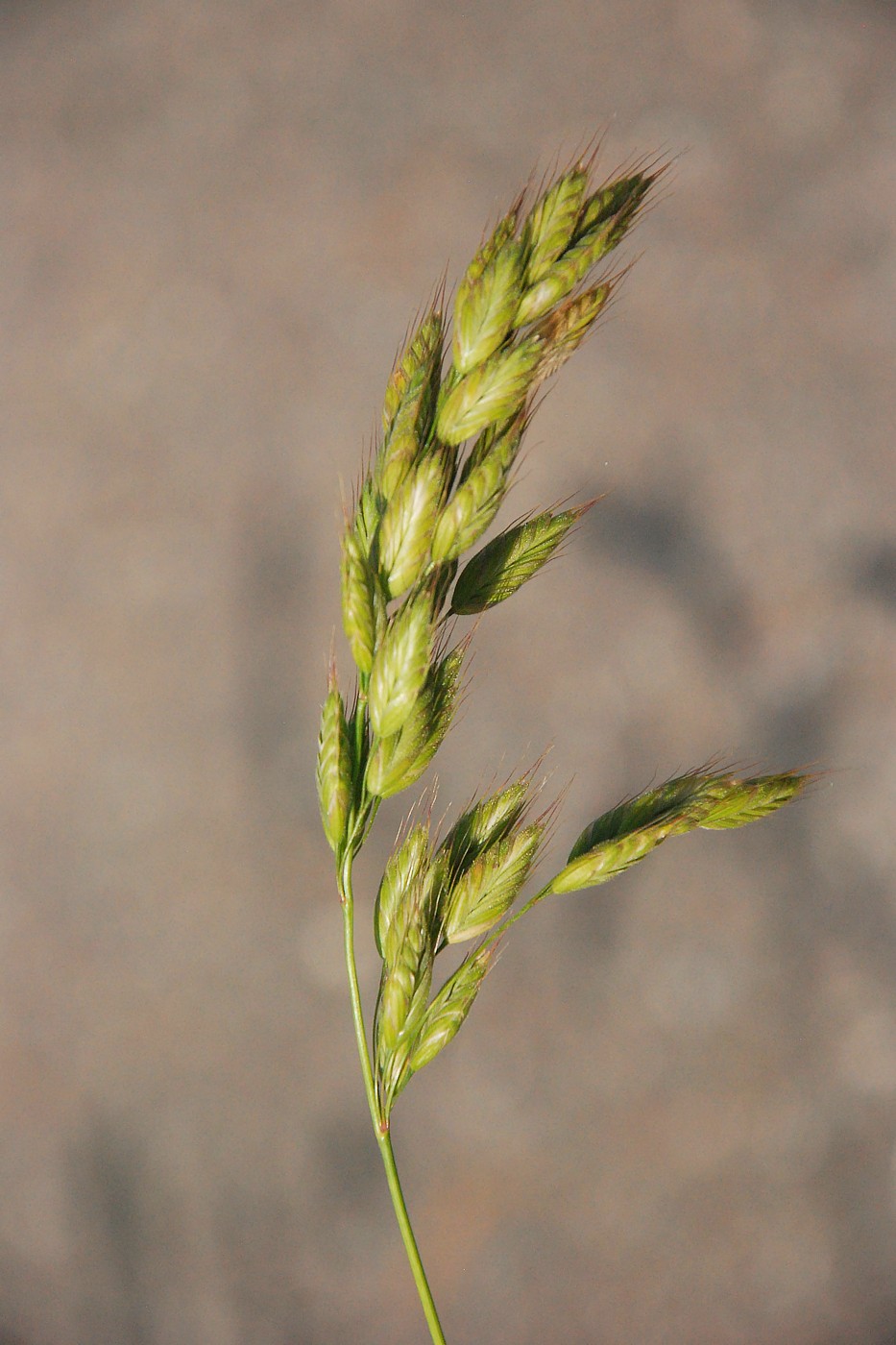 Image of Bromus hordeaceus specimen.