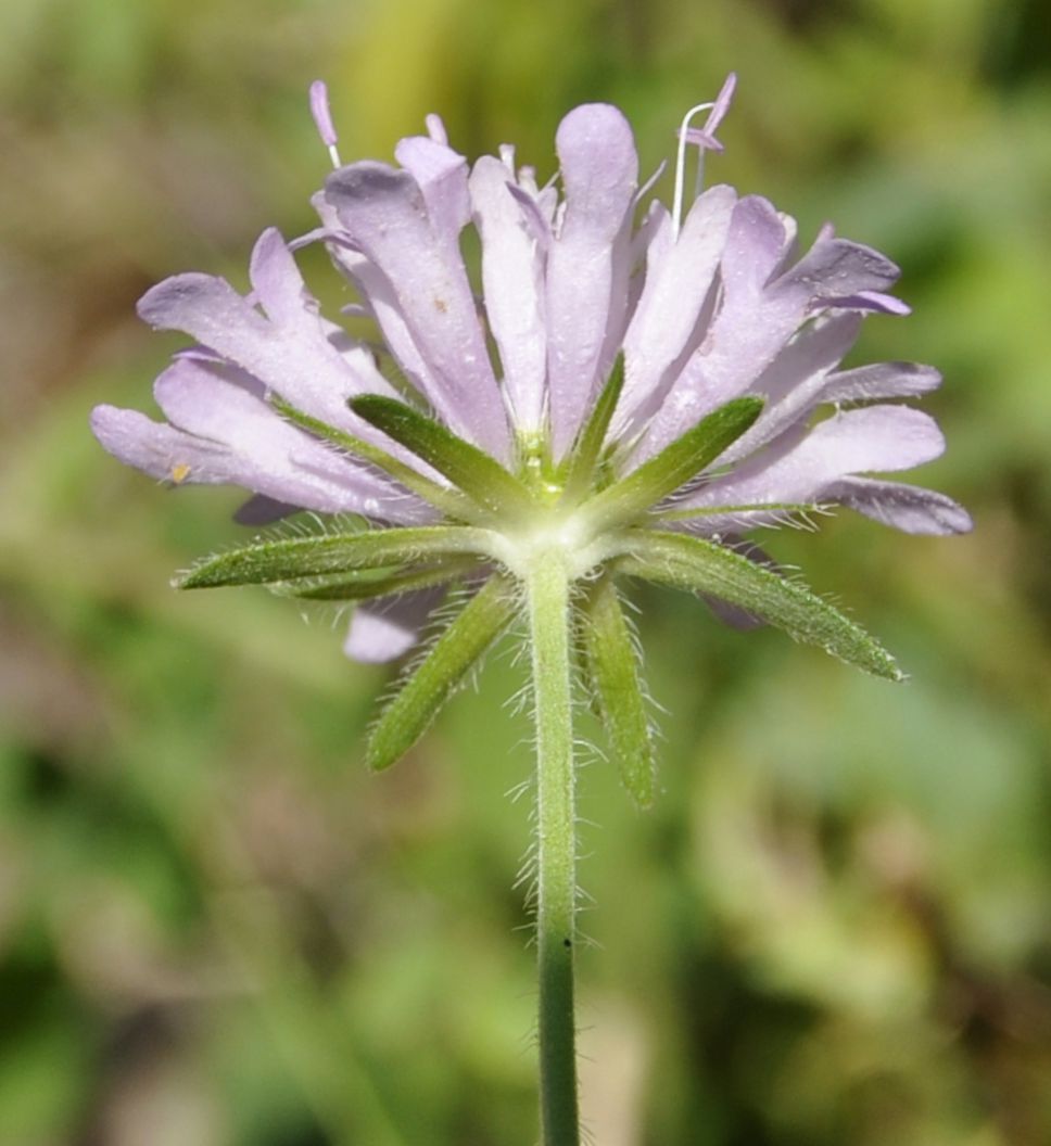 Image of Knautia drymeia specimen.