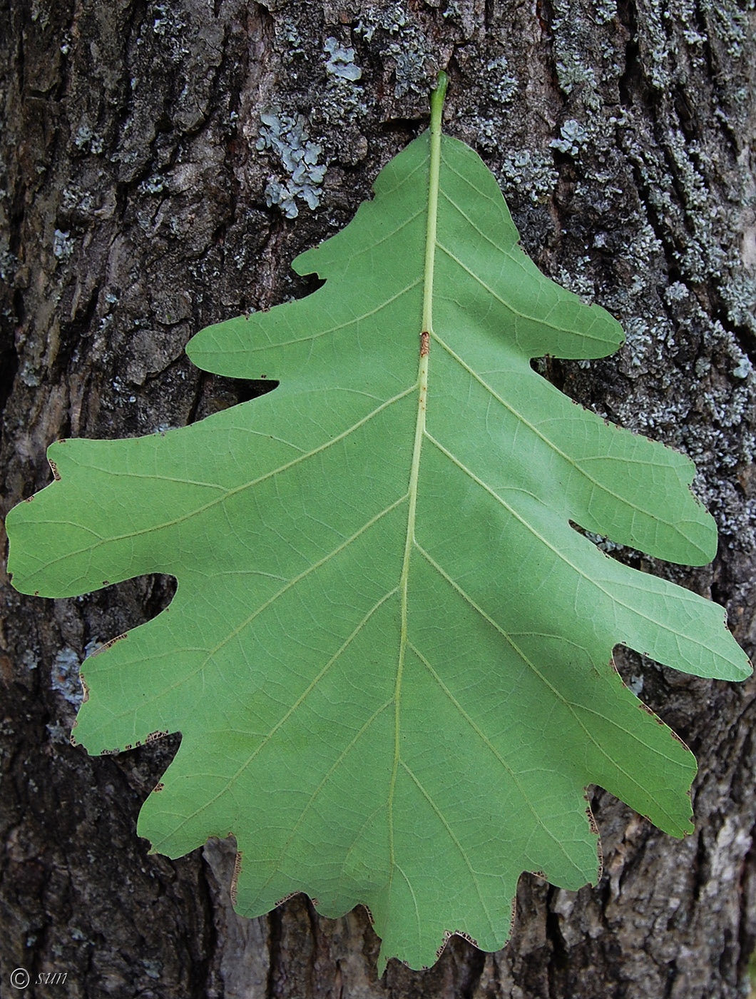 Image of genus Quercus specimen.