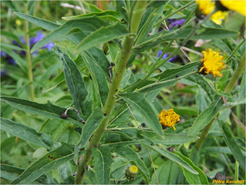 Image of Hieracium umbellatum specimen.