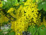 Cassia fistula