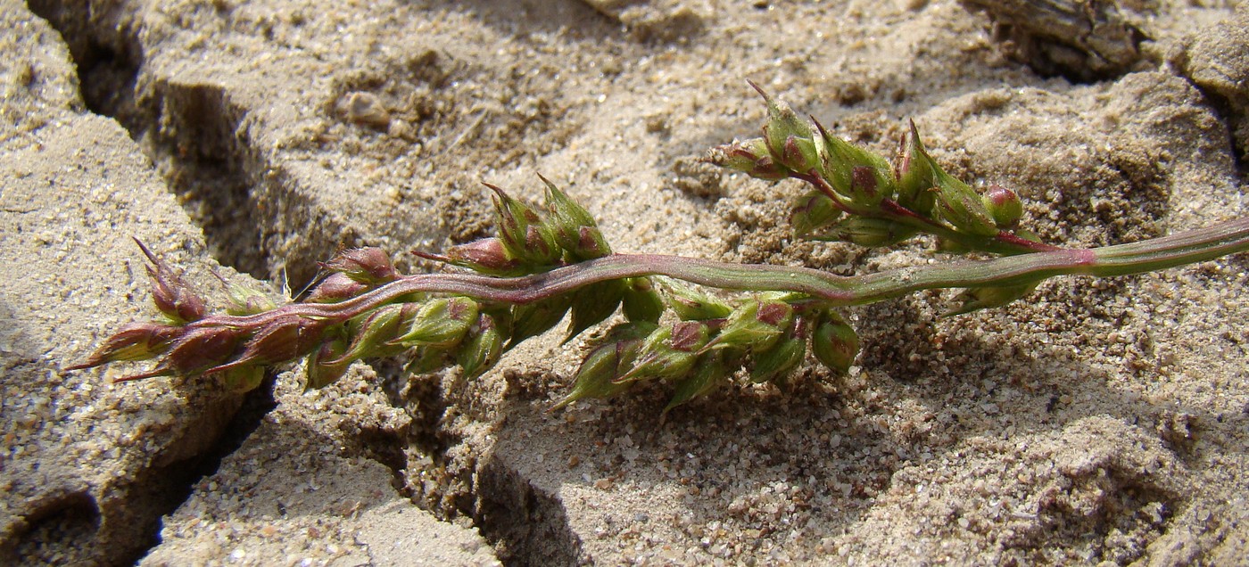 Image of Echinochloa crus-galli specimen.