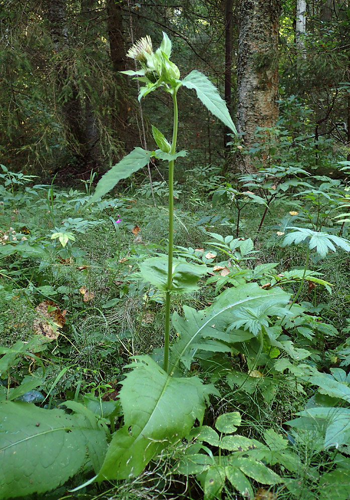 Image of Cirsium oleraceum specimen.