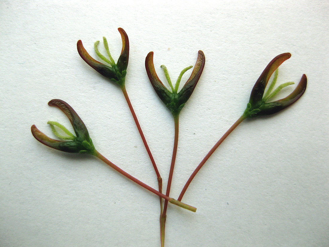 Image of Acer negundo specimen.