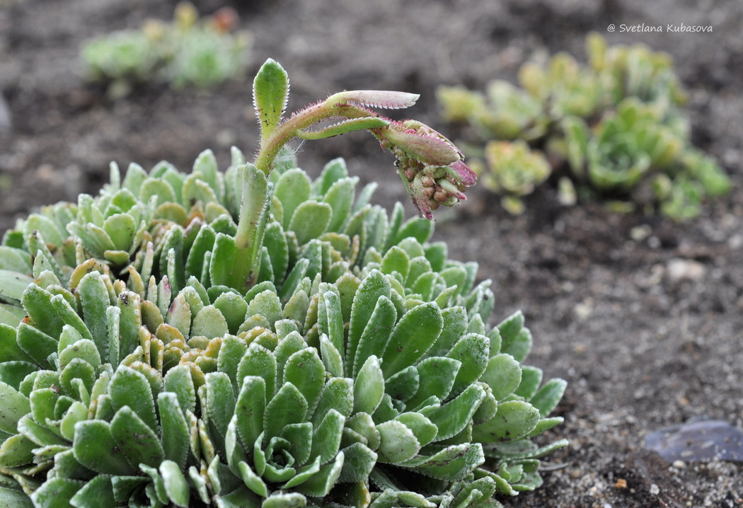 Image of Saxifraga paniculata specimen.