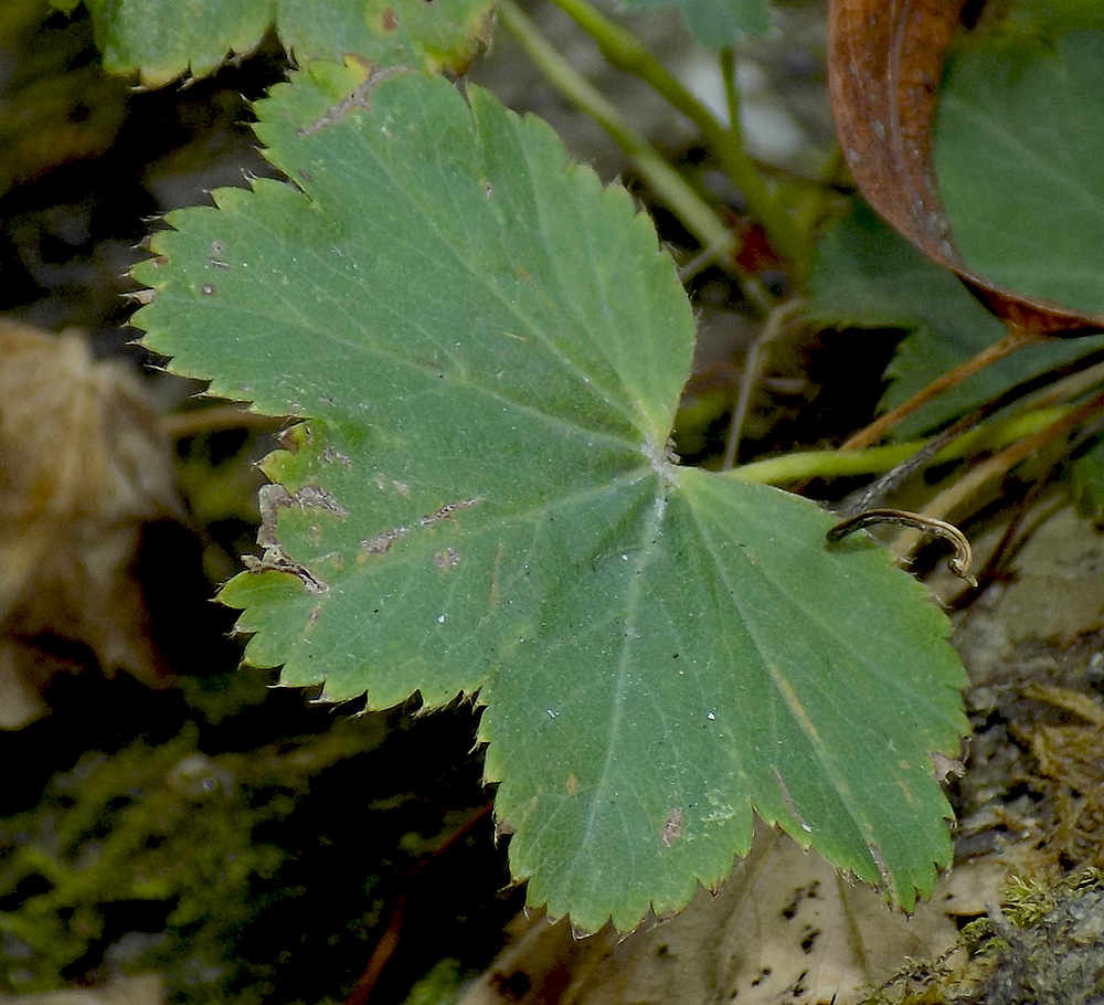 Изображение особи Alchemilla dura.