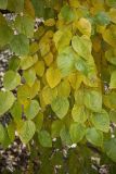 Смотреть изображение Morus alba
