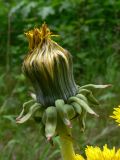 Taraxacum kjellmanii. Верхушка расцветающего побега. Свердловская обл., окр. г. Североуральск, р-н скал Грюнвальда, обочина дороги, край поляны, заросшей травой и кустарником. 25.06.2017.