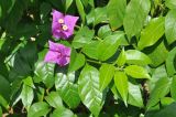 род Bougainvillea. Верхушки цветущих побегов. Южный Китай, Гуанси-Чжуанский автономный р-н, окр. г. Яншо, берег реки. 12.10.2017.