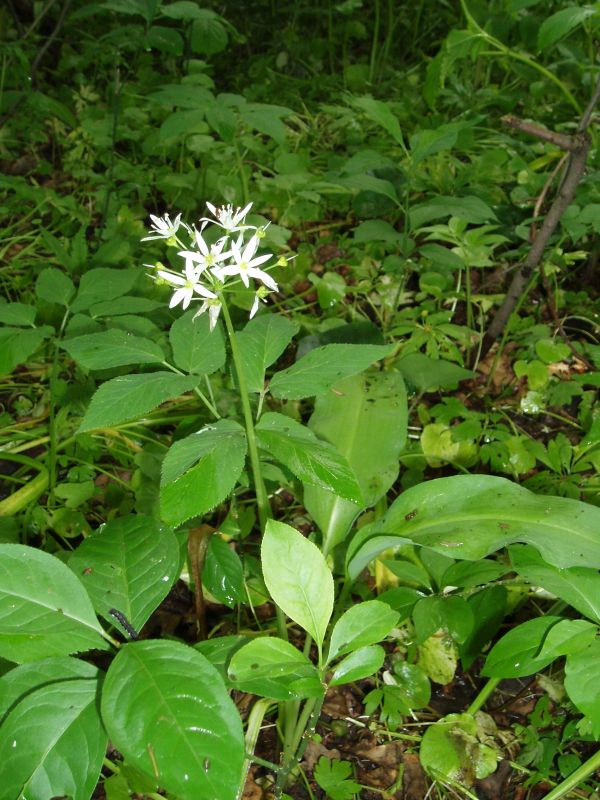 Изображение особи Allium ursinum.