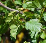 genus Crataegus. Верхушка побега с нераскрывшимся соцветием. Восточный Казахстан, г. Усть-Каменогорск, восточные окр., Лесхоз, пологий склон сопки. 22.05.2018.