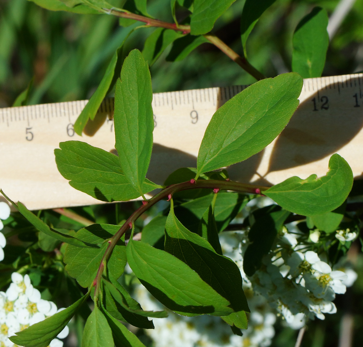 Image of Spiraea media specimen.