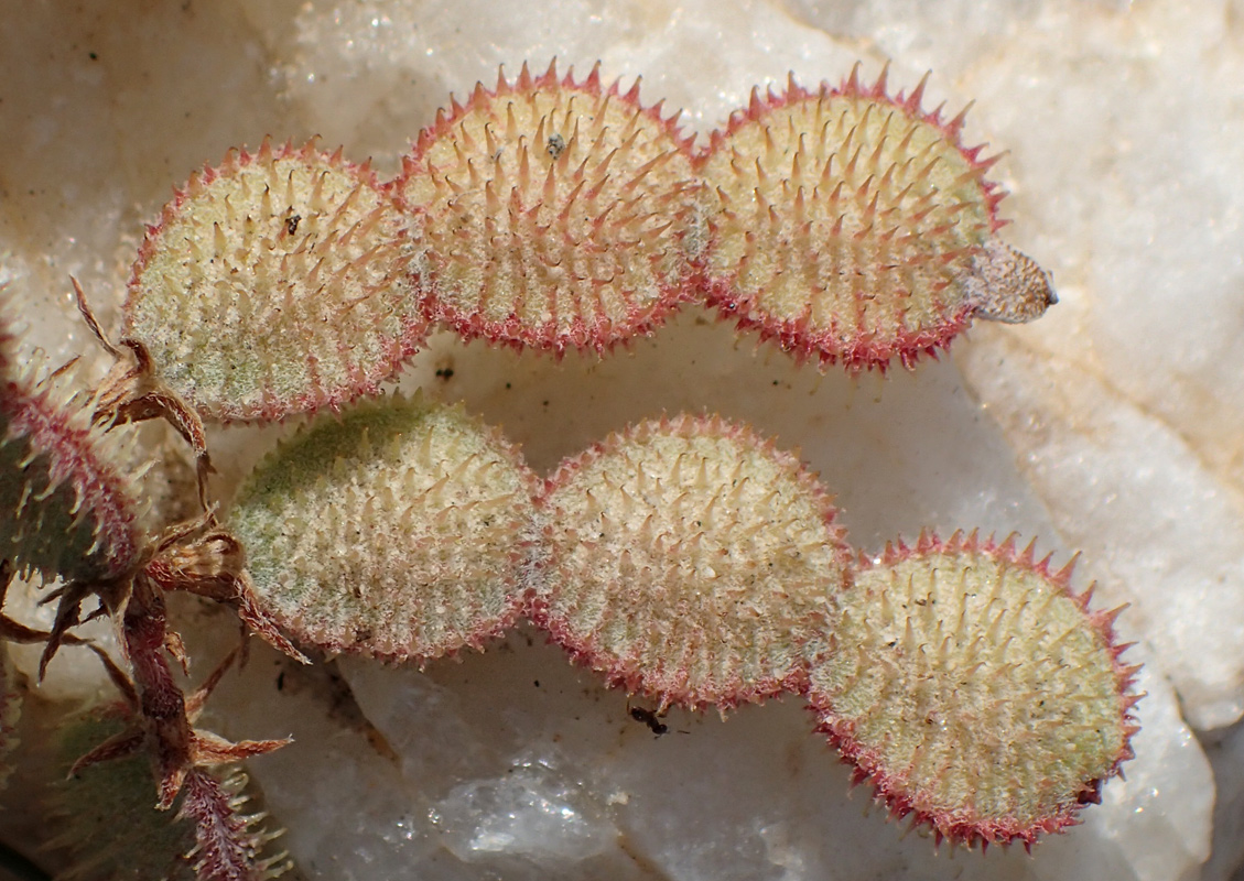 Image of Hedysarum spinosissimum specimen.