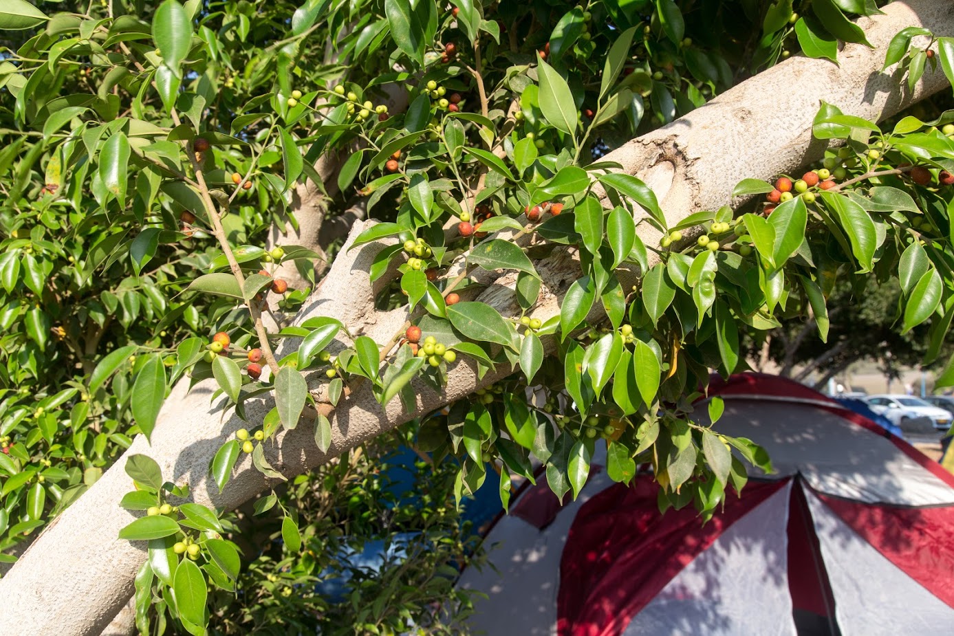 Изображение особи Ficus obliqua.