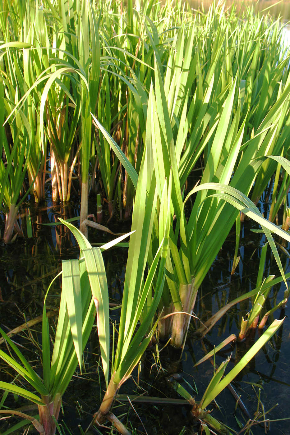 Image of Glyceria maxima specimen.