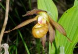 Смотреть изображение Cypripedium shanxiense