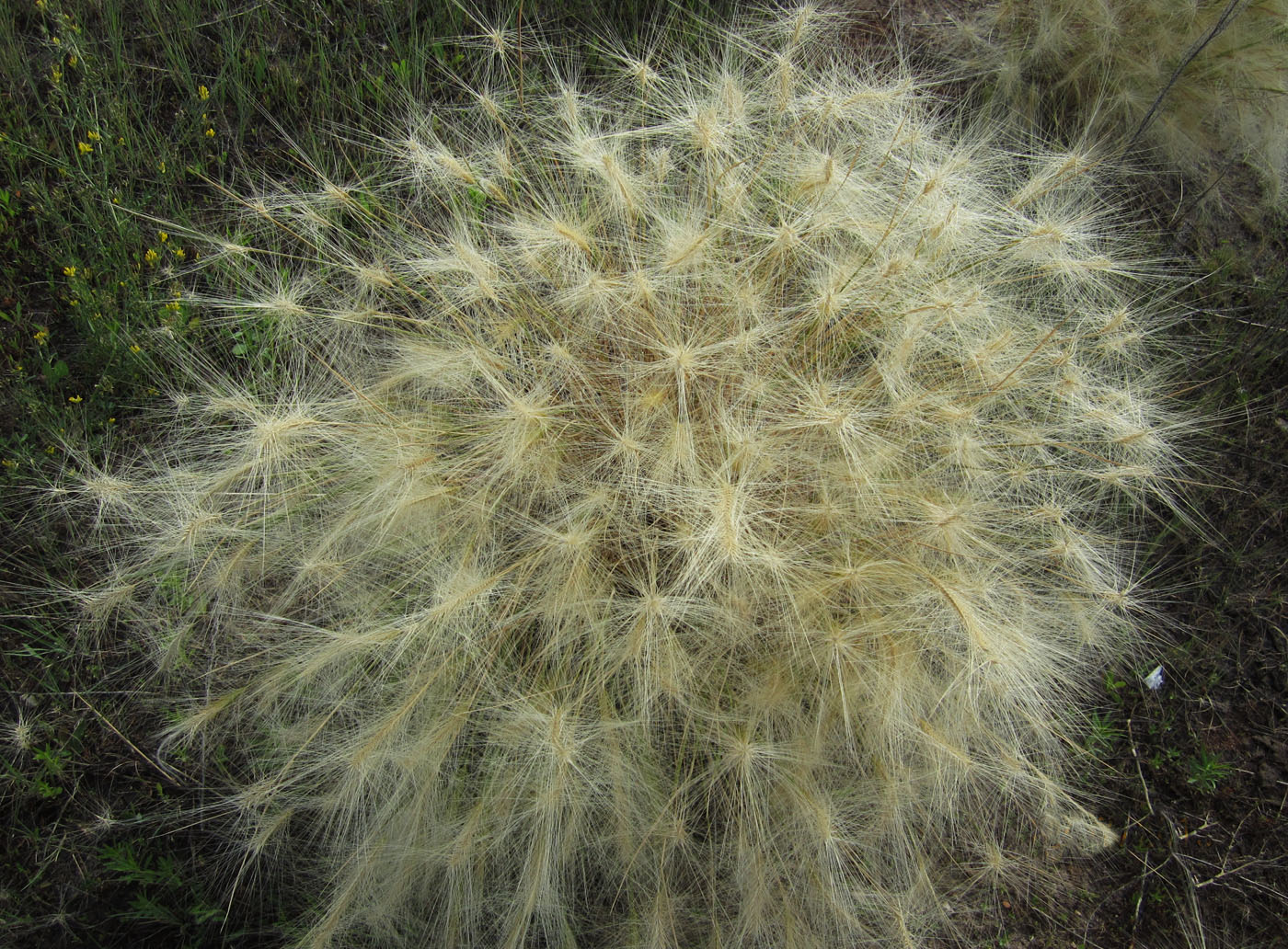 Image of Hordeum jubatum specimen.