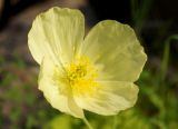 Papaver подвид gracile