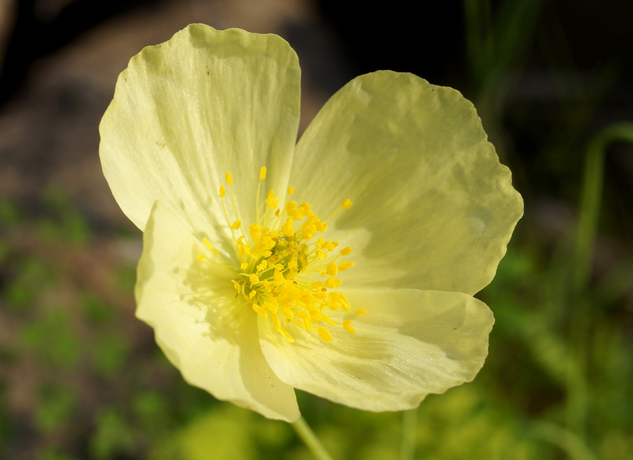 Image of Papaver nudicaule ssp. gracile specimen.