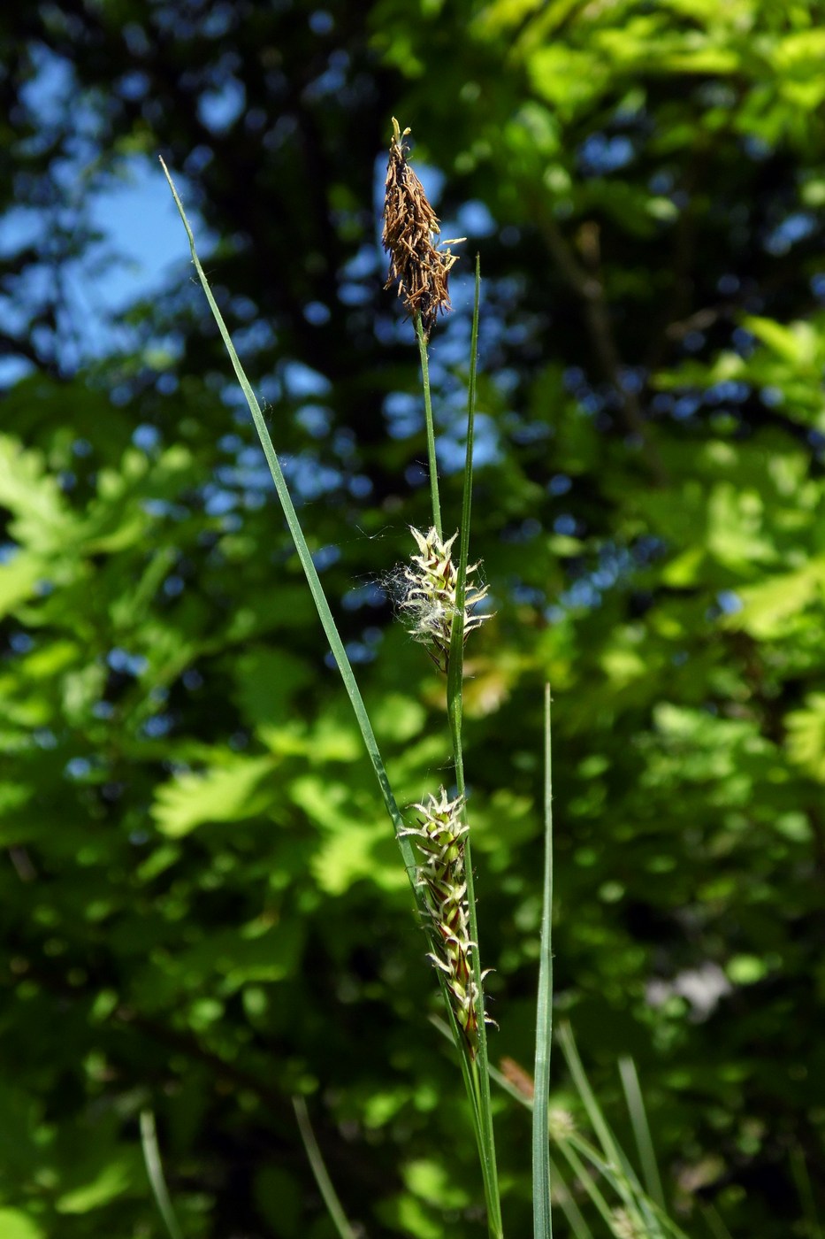 Image of Carex melanostachya specimen.