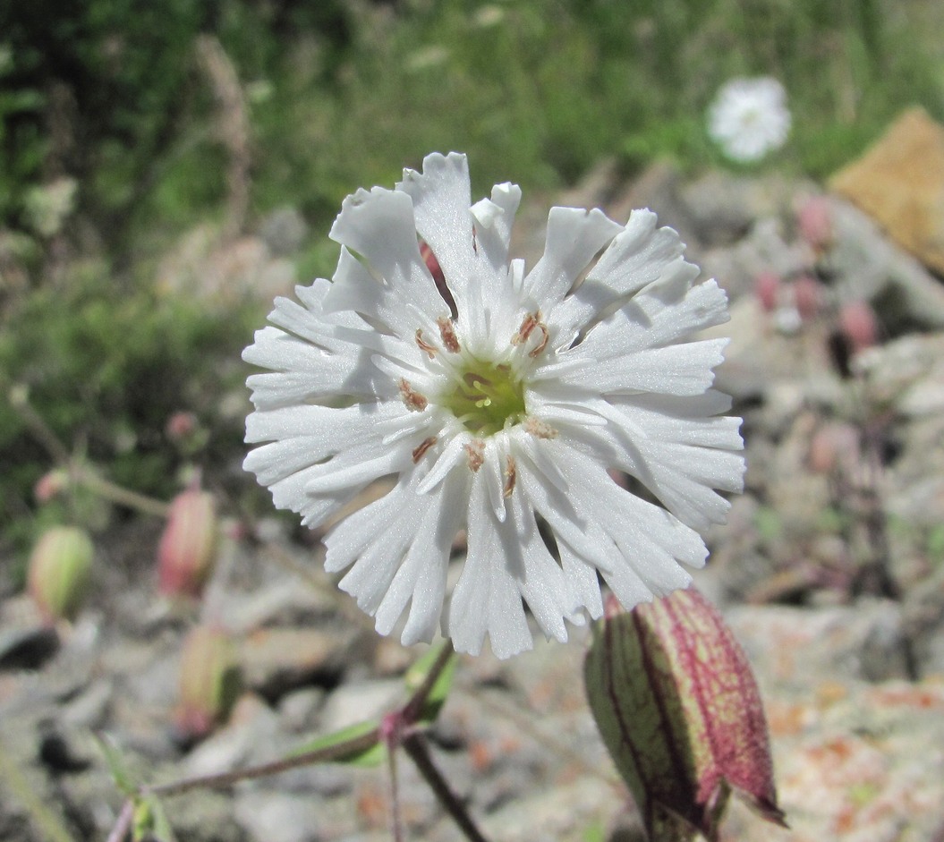 Image of Oberna lacera specimen.