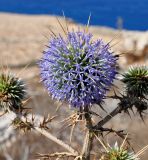 Echinops spinosissimus