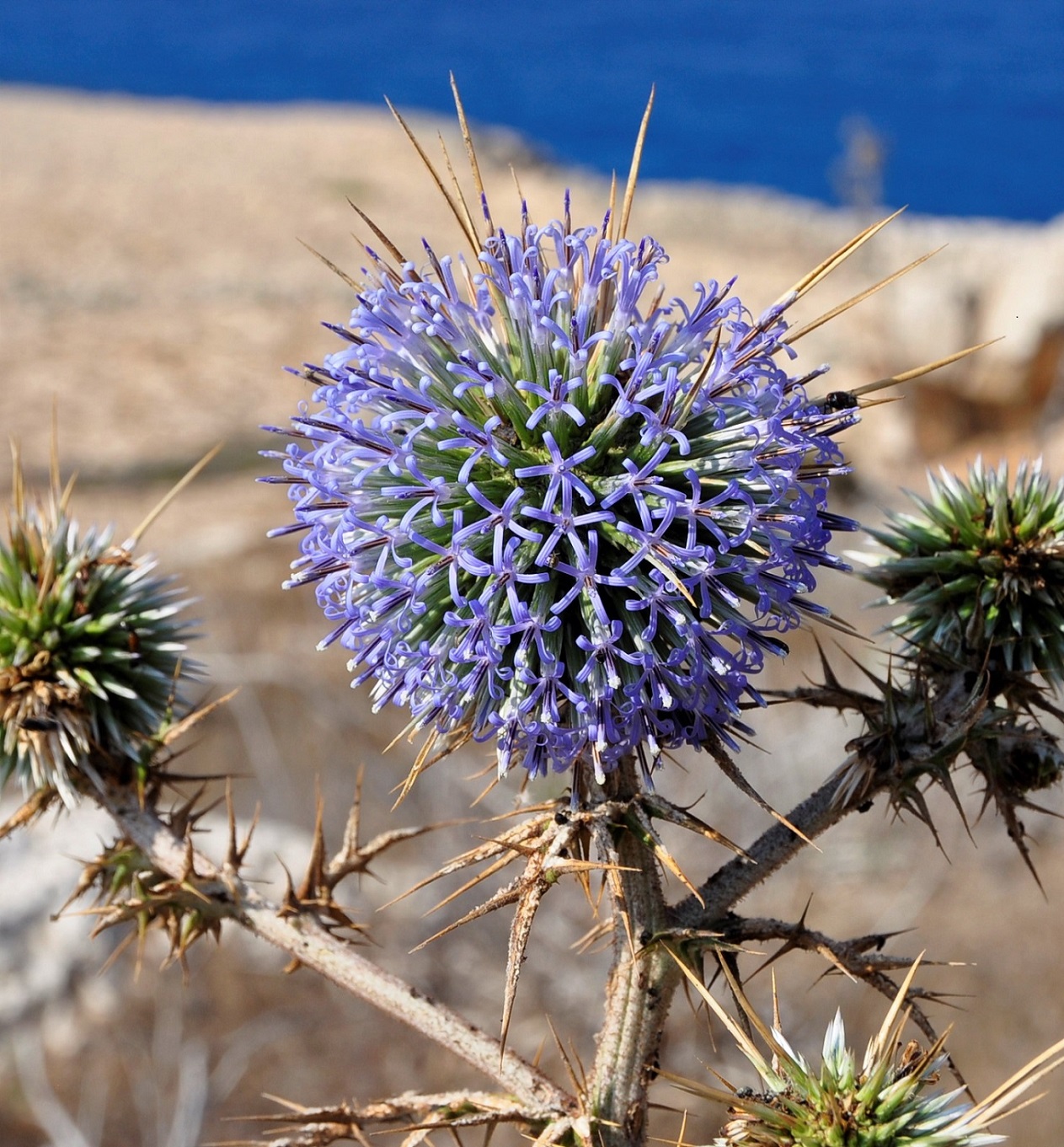 Image of Echinops spinosissimus specimen.